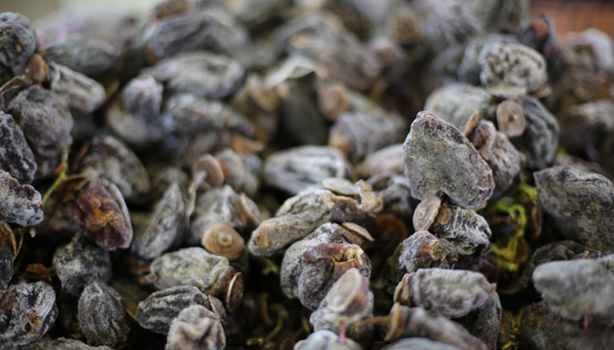 Sofranızdan eksik etmeyin DNA’yı güçlendiriyor, hastalıklara karşı kalkan oluyor