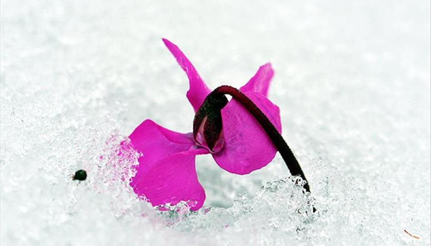 Cemre nedir, ne zaman düşer Baharın ilk müjdecisi ilk cemre ne zaman düşecek