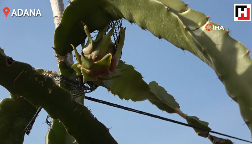 Ejder meyvesini denemek için ekti yüksek verim aldı