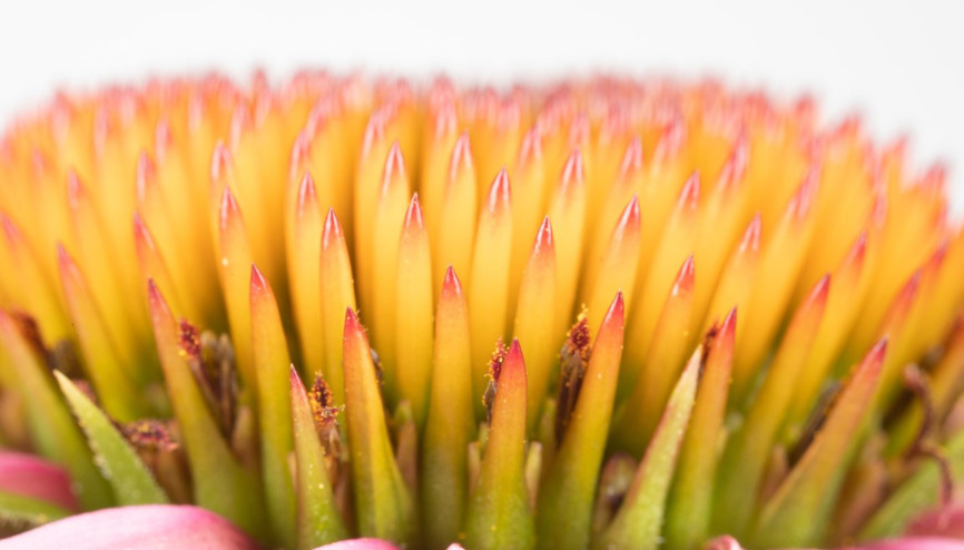 Kış hastalıklarından korunmanın ilacı adaçayı ve ekinezya