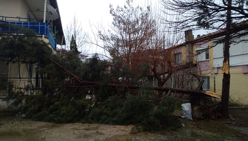 Selendide şiddetli rüzgar ağaçları devirdi