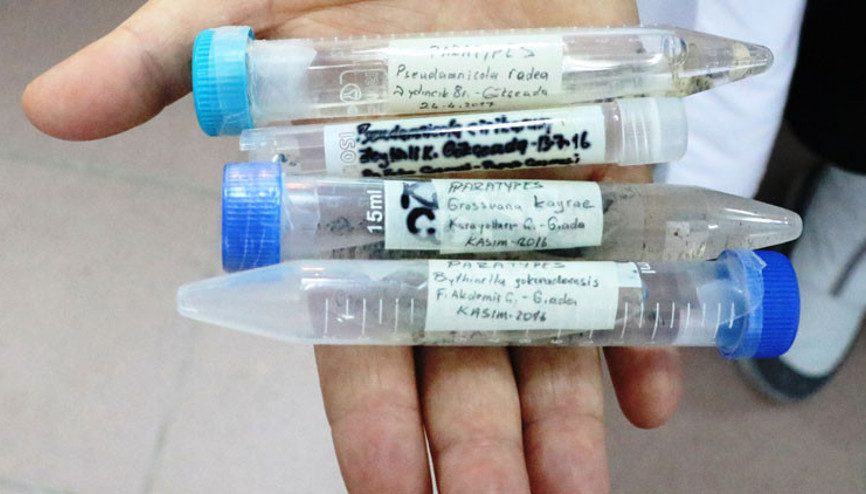 Gökçeadada keşfedildi 4 yeni tür tespit edildi