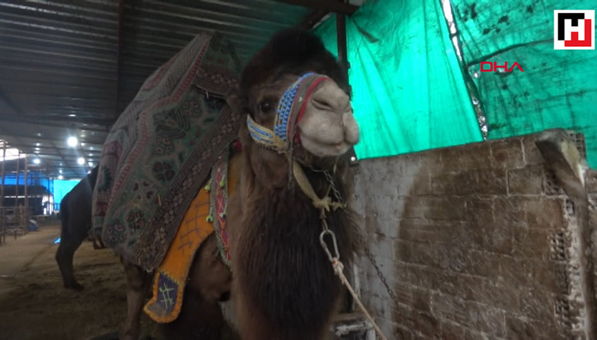 Devenin her şeyi faydalı