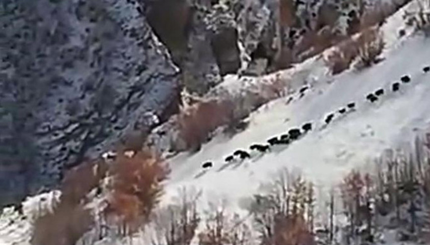 Olur kırsalında domuz sürüsü görüntülendi