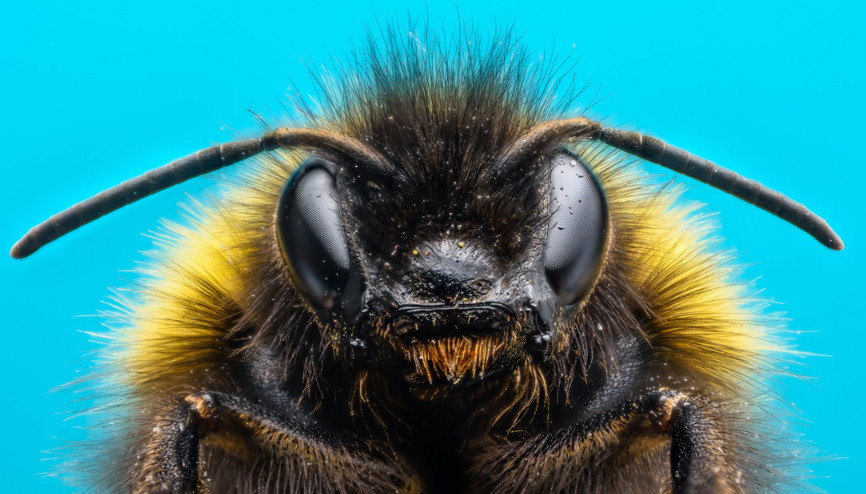 Tüm dünyayı korkutan gelişme: Arılara neler oluyor