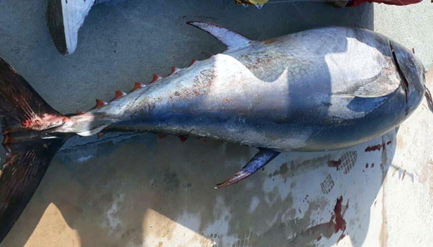 8 saat sonunda yakaladı Tam 136 kilogram