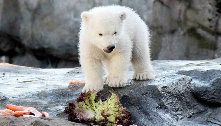 Avusturya’da yavru kutup ayısı ilk defa görücüye çıktı