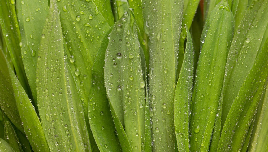 Çiriş Otunun Faydaları Nelerdir Çiriş Otu Hangi Rahatsızlıklara İyi Gelir