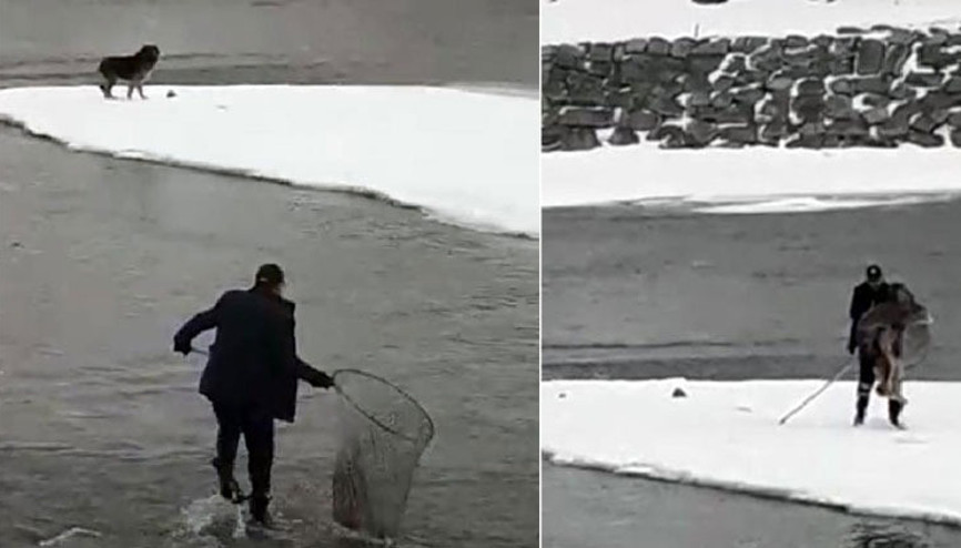 Nehir ortasında mahsur kurt köpeği, 3 gün sonra kurtarıldı