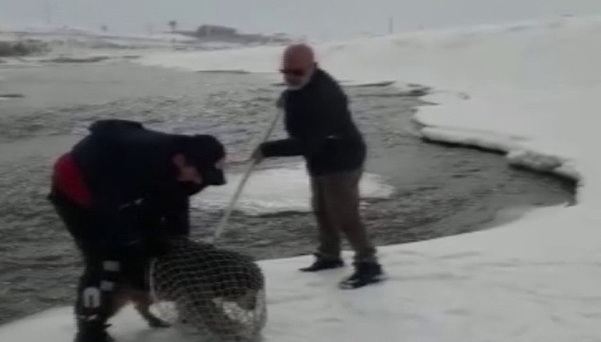 Murat Nehri’ne yemek aramaya giden kurt köpeği mahsur kaldı