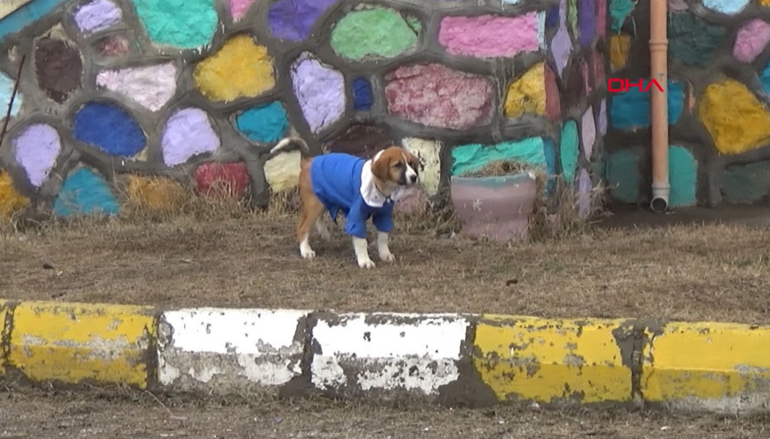 Mezarlıkta bulunan Fındık okulun maskotu oldu