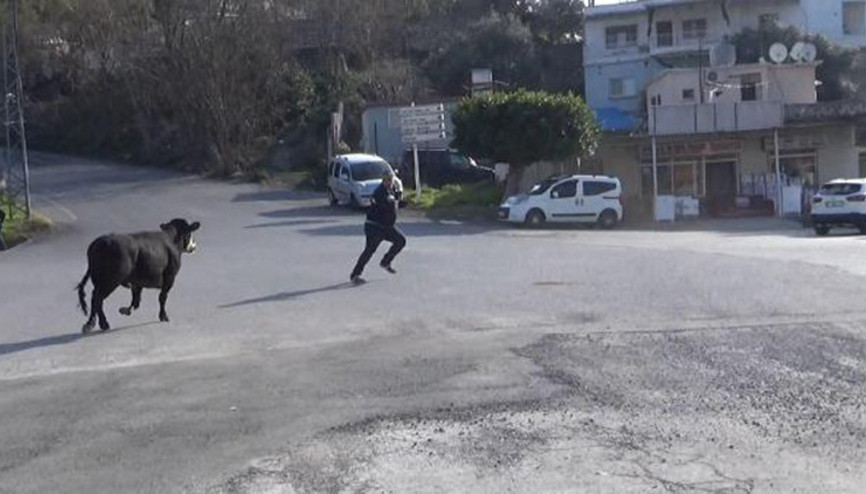 TIRdan atlayıp kaçan angus, ilçeyi birbirine kattı