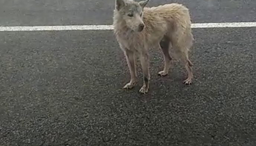 Karsta kurtlar, karayoluna indi
