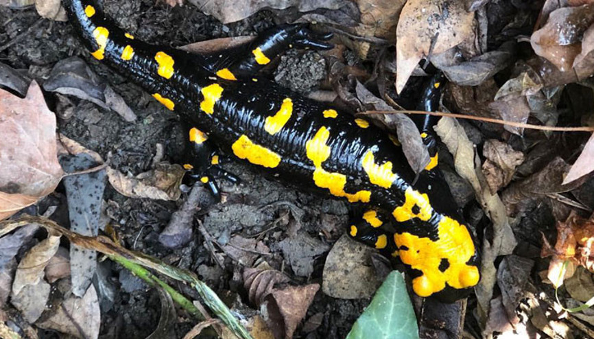 Osmaniyede görüntülendi... Nesli tükenmek üzere...