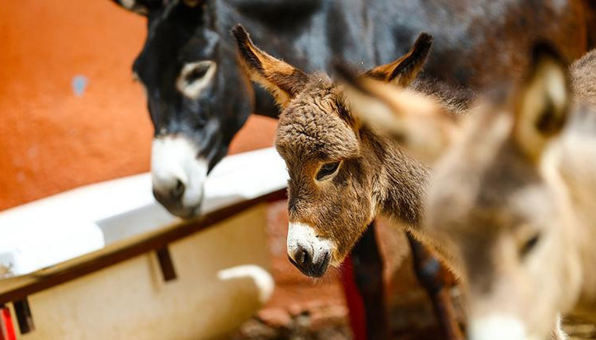 Litresi 150 lira Eşek sütüne yoğun ilgi