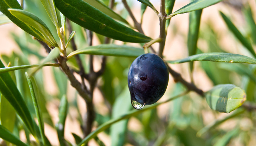 Zeytin yaprağının faydaları nelerdir Zeytin yaprağı neye iyi gelir