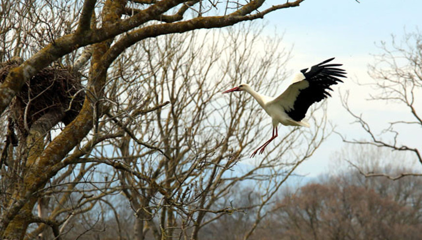 Kızılırmak Deltası Kuş Cennetine leylekler döndü