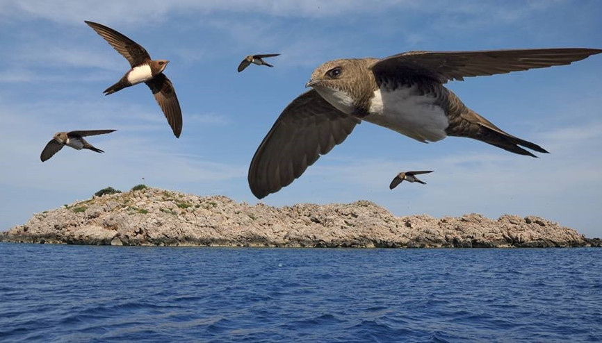 Ebabil kuşu nedir Ebabil kuşu yuvası nerede Ebabil kuşu nedir Ebabil kuşu yuvası nerede