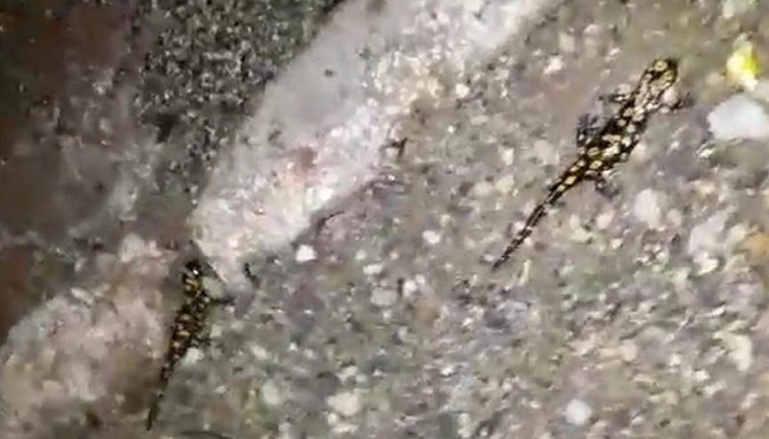 Yağmurla birlikte semenderler gün yüzüne çıktı