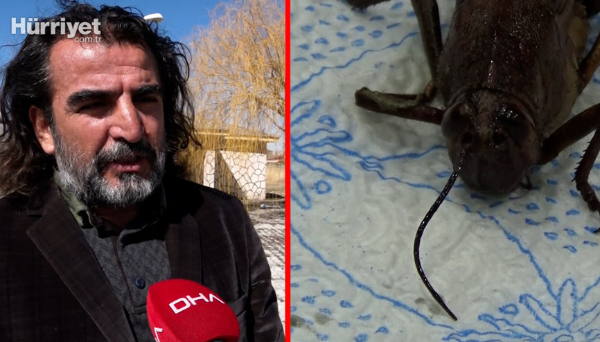 Prof. Dr. Aslandan çekirge istilası açıklaması