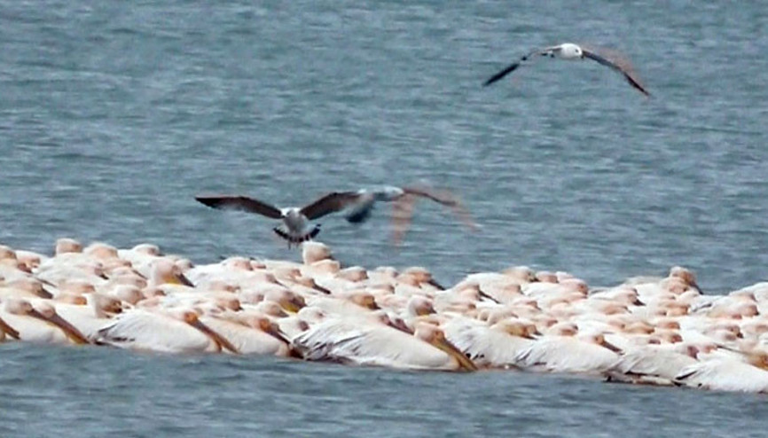 Pelikanlar Mersinde göç molası verdi