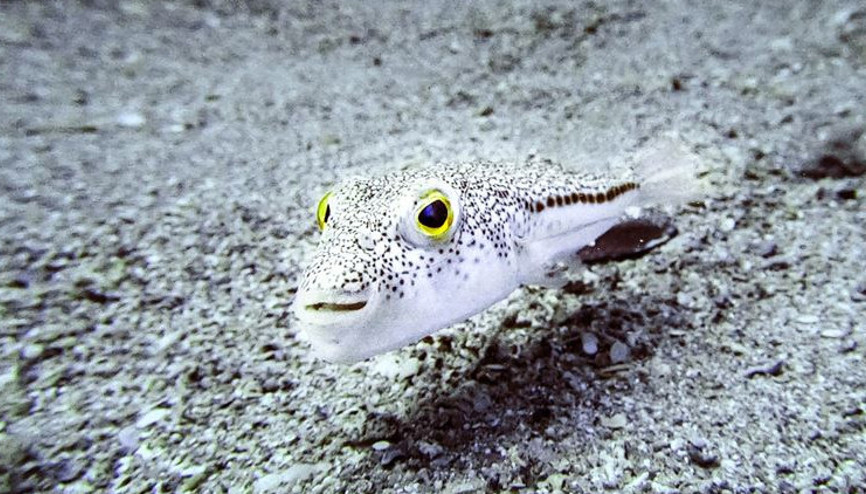 Balon balığında avlanma yasağı kaldırıldı