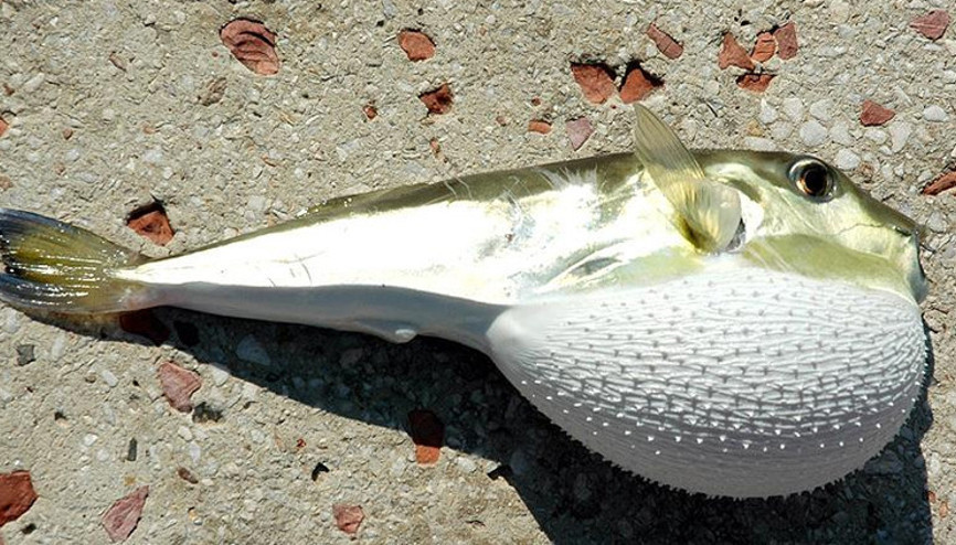 Her isteyen balon balığı avlayamayacak