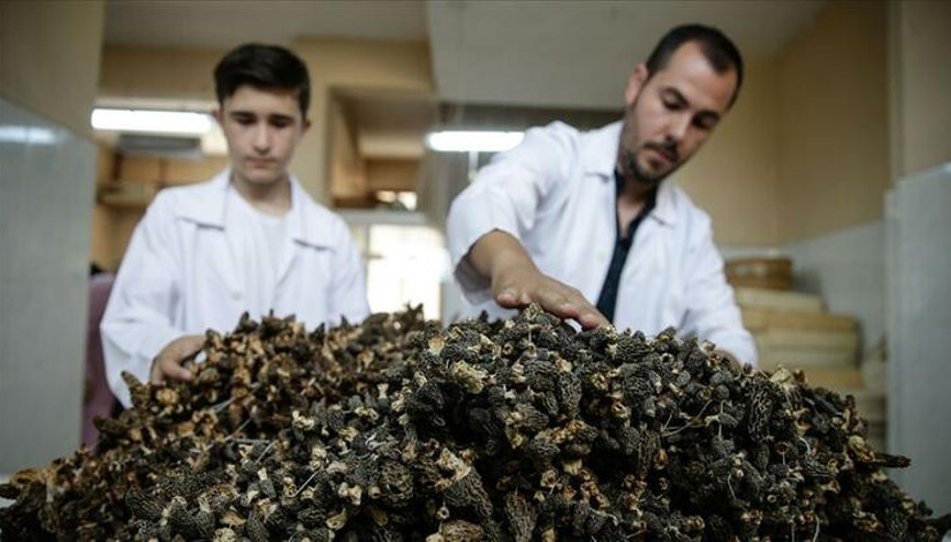 Kilosu 120 lira olan kuzugöbeği, bağışıklık sistemi için birebir