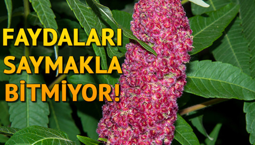 Sumağın faydaları ve zararları neler Sumak faydaları için sumak suyu ve çayı önerisi