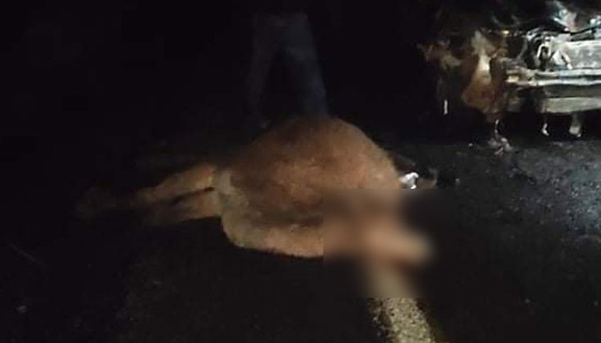 Otomobilin çarptığı sürüden 4 deve, telef oldu