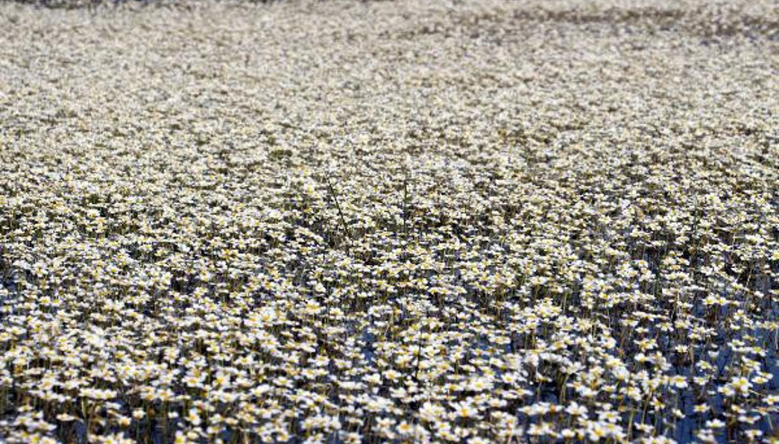 Hataydaki volkanik gölü su papatyaları sardı