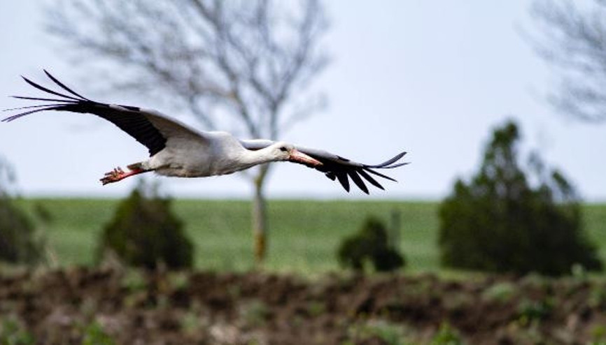 Gökyüzünde leylek şöleni