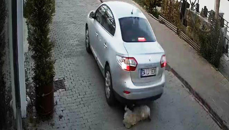 Köpeğe çarparak ölümüne neden olan sürücü kamerada Köpeğe çarparak ölümüne neden olan sürücü kamerada