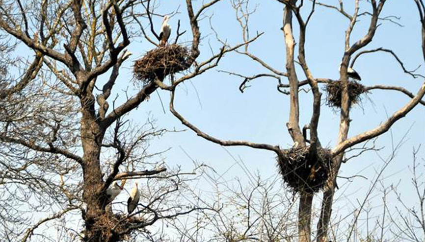 Leylekler yuvalarını kurmaya başladı