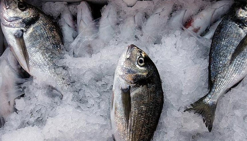 Bakan Pakdemirli açıkladı Çipura ve levrek maliyetine satılacak