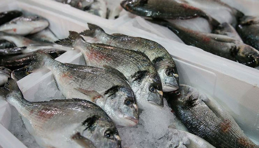 Ucuz balığa yoğun ilgi