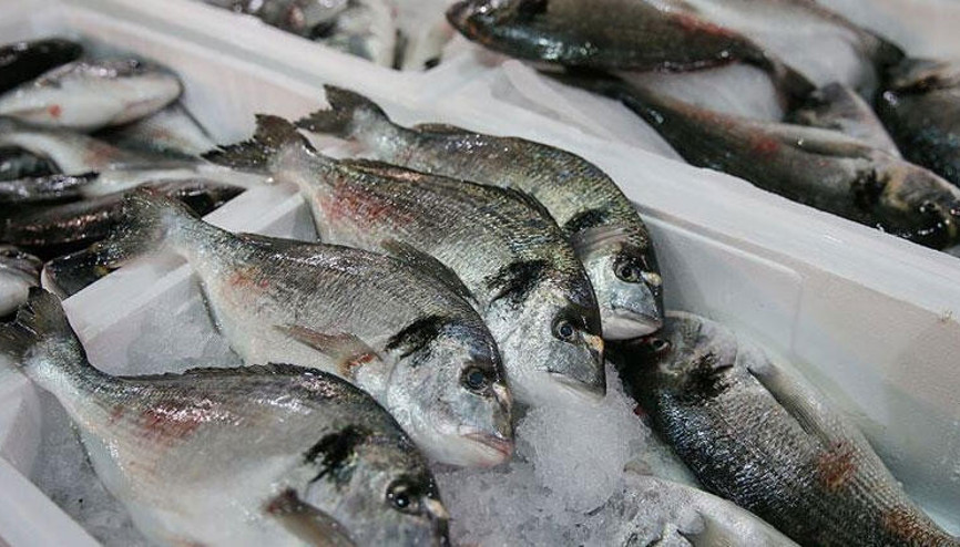 Levrek ve çipurada maliyetine satışa yoğun ilgi