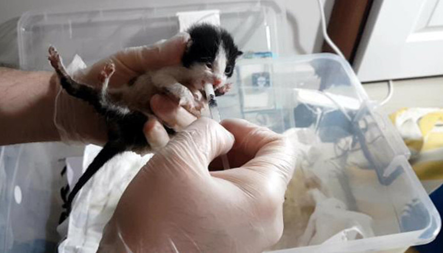Anneleri ölen yavru kedilere, özel yapım kuvözde tedavi