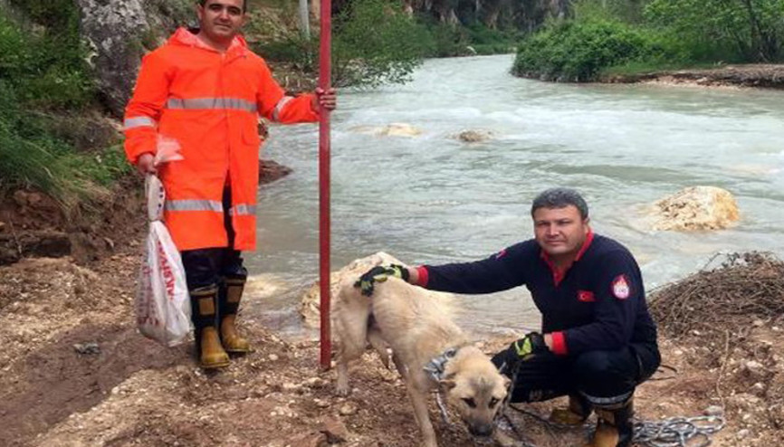 Mahsur kaldığı yerde 6 yavru doğurdu