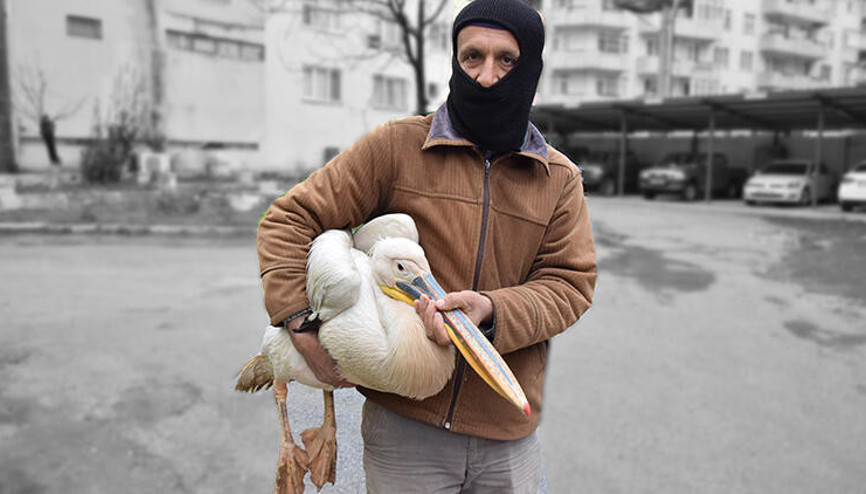 Yaralı pelikanı tilkinin elinden kurtardı