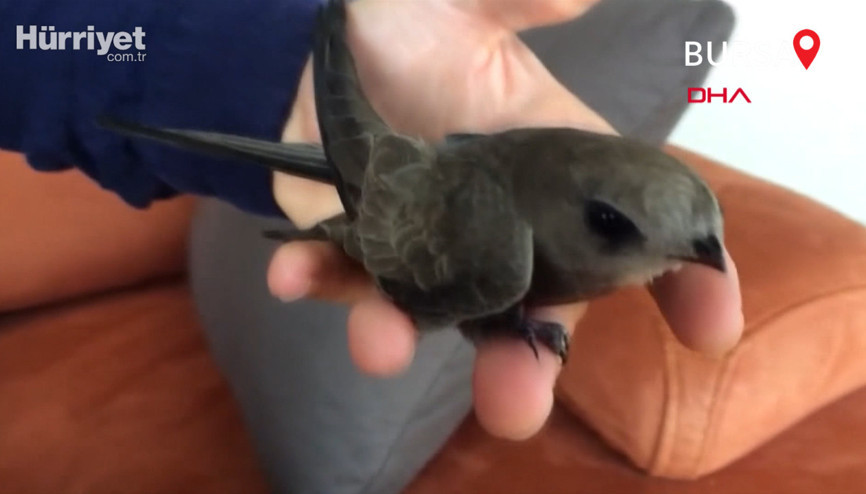 Balkonuna düşen ebabil kuşuna sahip çıktı
