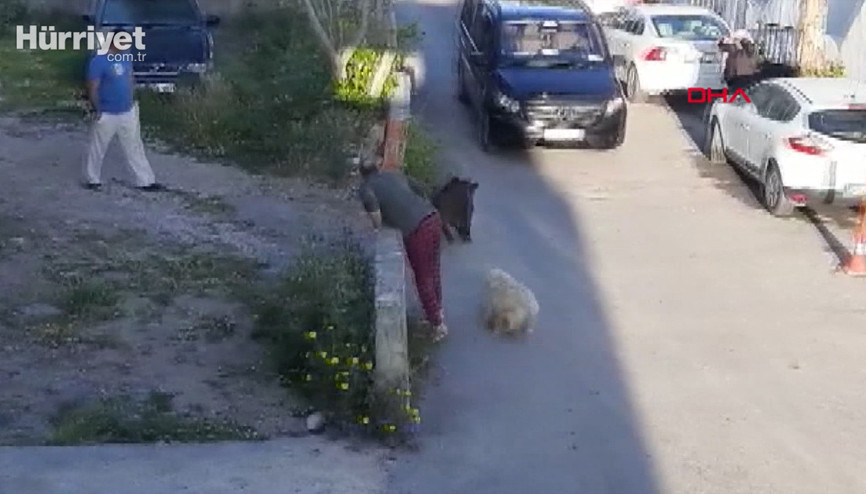 Yaban domuzu gündüz Bodrum merkezine indi Yaban domuzu gündüz Bodrum merkezine indi