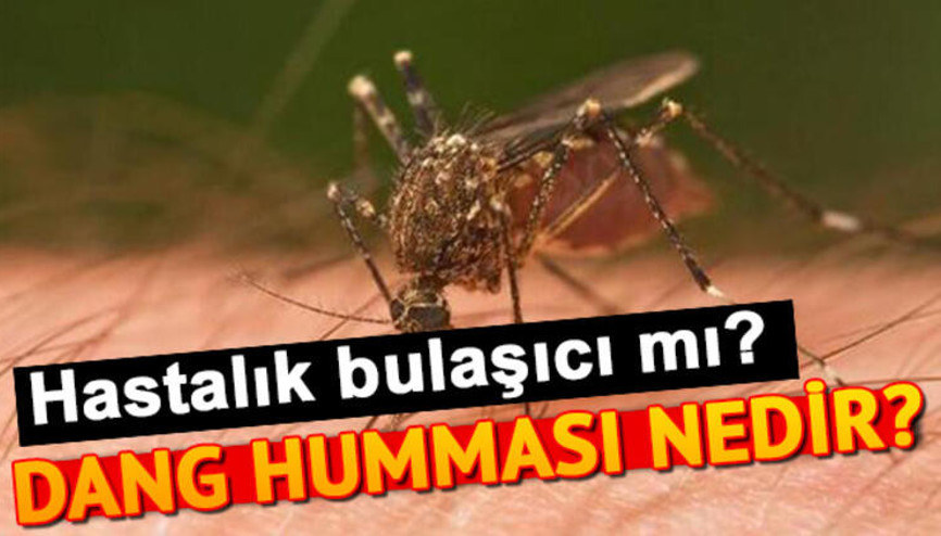 Dang humması nedir
