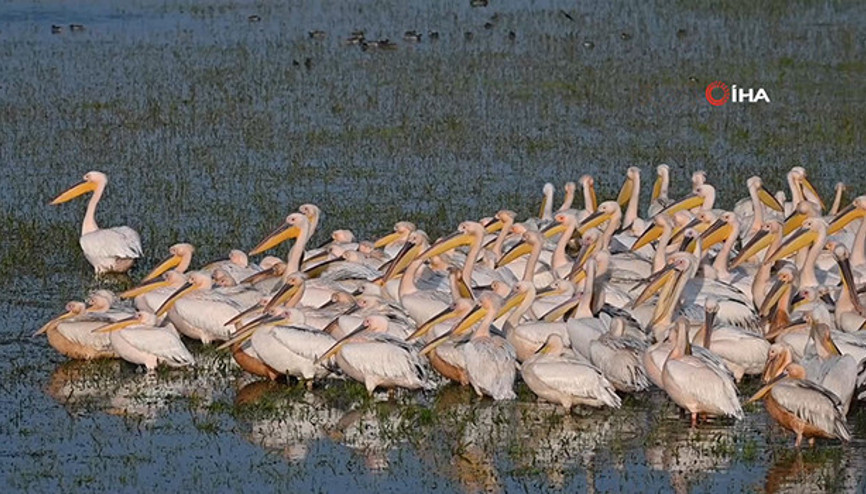 Göç eden pelikanlar Manyas Kuş Cennetinde görüntülendi