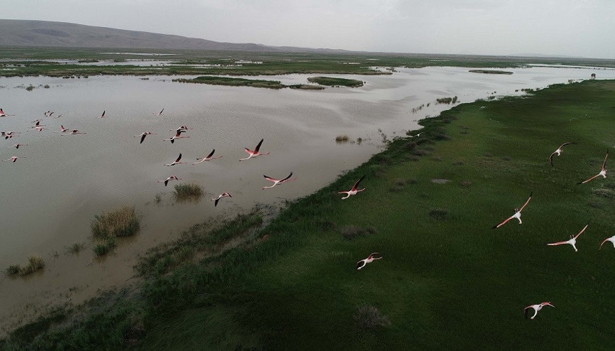 Kuş cenneti Akgöl Sazlığına flamingolar geldi