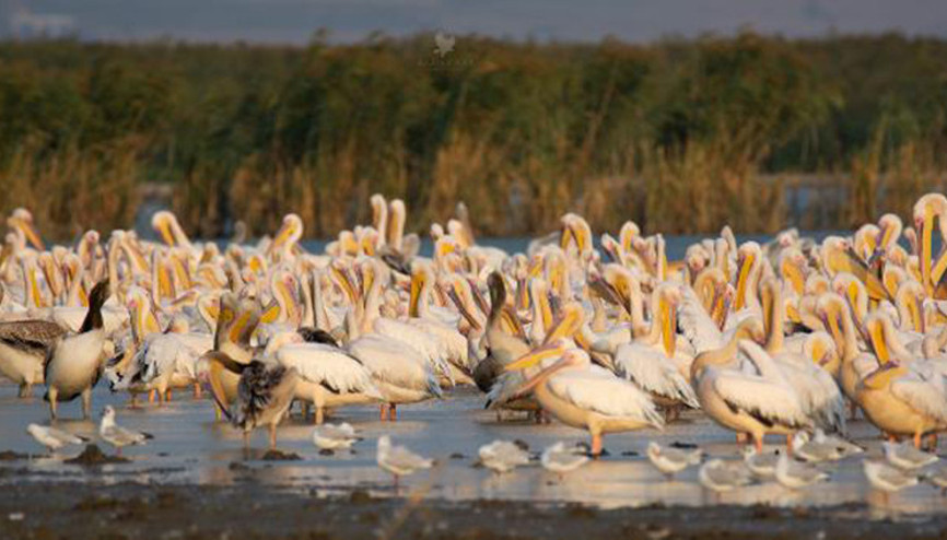 Afrikadan göçen pelikanlar, Karacabey ve Manyasta mola verdi
