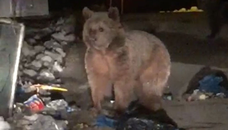 Bursada aç ayılar sokağa indi