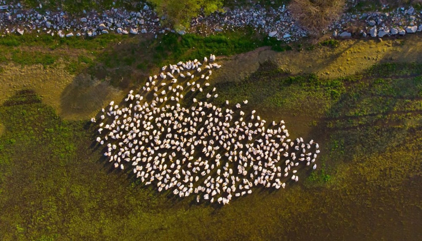 Afrikadan Avrupaya göç eden ak pelikanlar Manyas Kuş Cennetinde görüntülendi