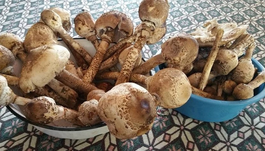 Bahar geldi mantar sezonu açıldı ancak bu uyarılara dikkat