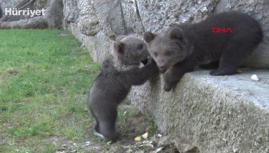 Yavru boz ayılar, doğa parkının maskotu oldu